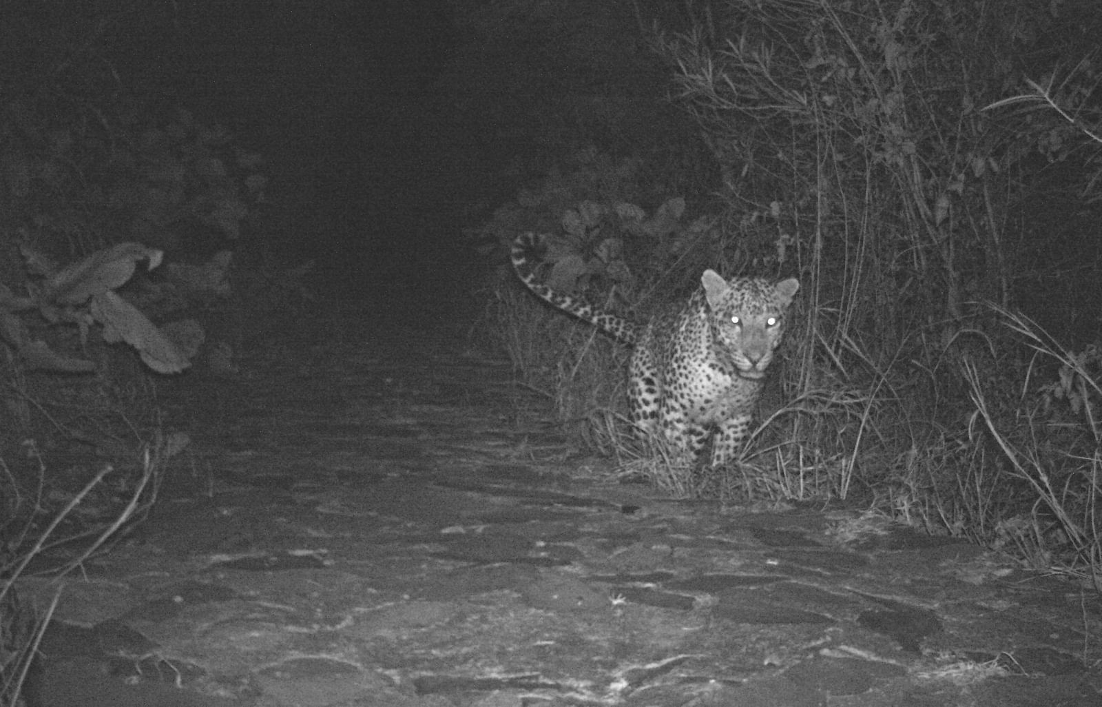 Camera trap image of an animal in the night time.