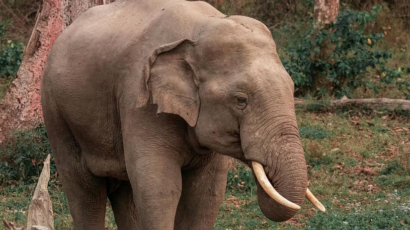 An image of an elephant.