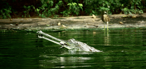 Indira Gandhi Zoological Park Hotel Daspalla Hotel in Visakhapatnam