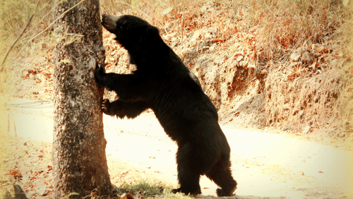 Sloth Bear kanha