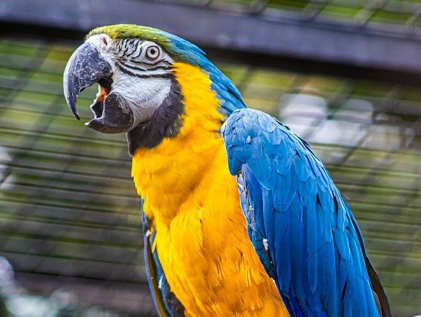 A blue-and-yellow macaw sitting on a branch within a cage.
