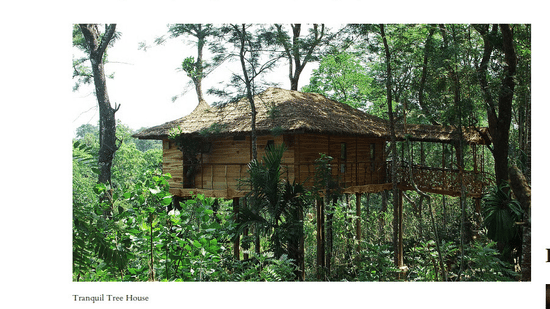 A feature article highlighting the luxury wooden treehouses built high up in the forest canopy at Tranquil Resort, Wayanad.