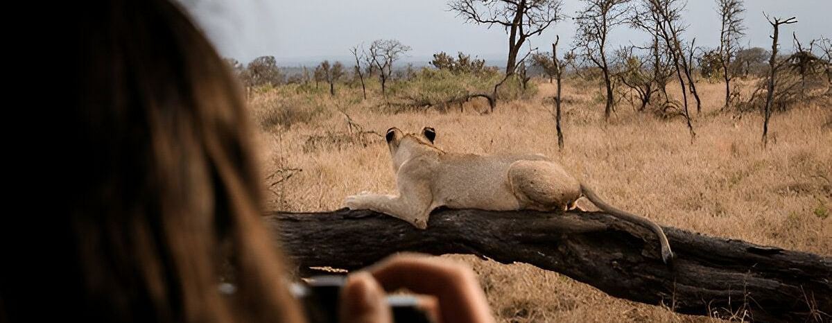 lion safari etawa