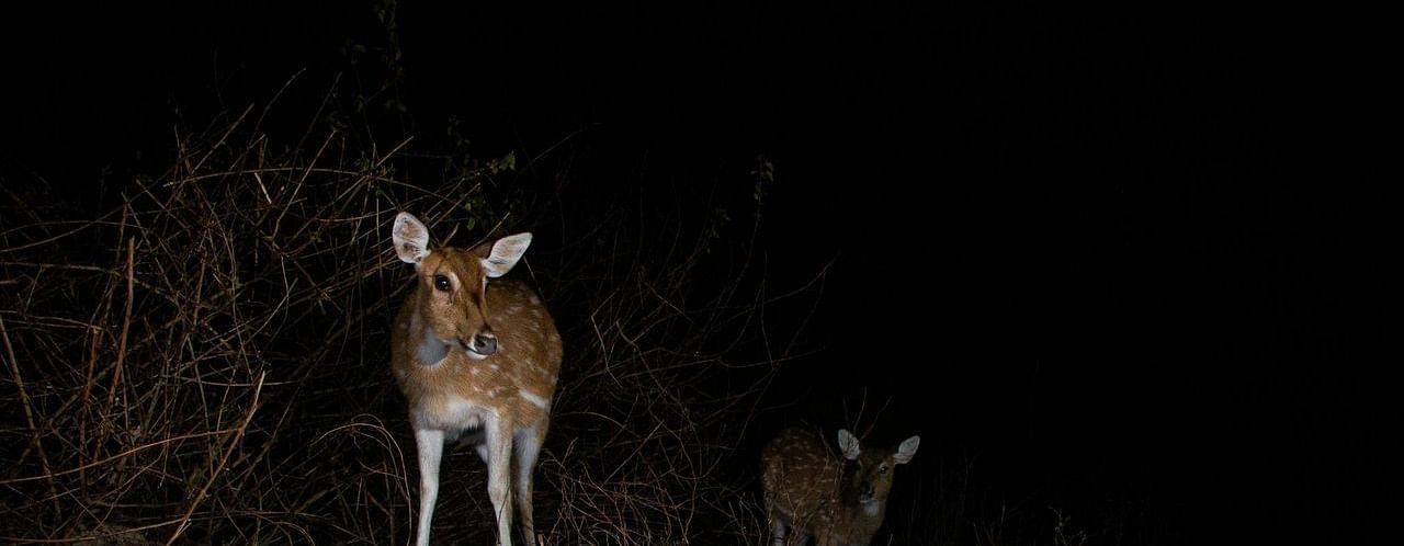 An image featuring two deers standing in the dark, captured in the night.