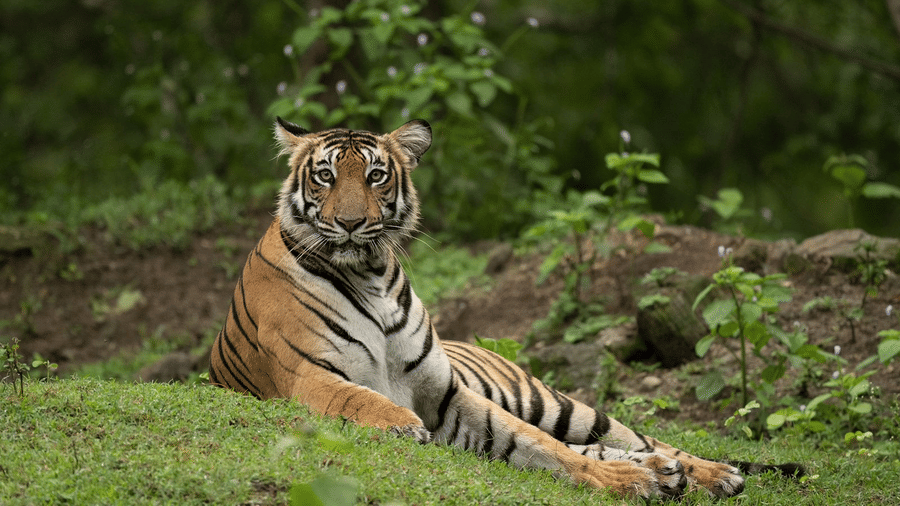 Tiger spotted in Nagarahole Tiger Reserve