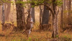 A deer standing on its hind legs to reach the leaves on a tall plant.