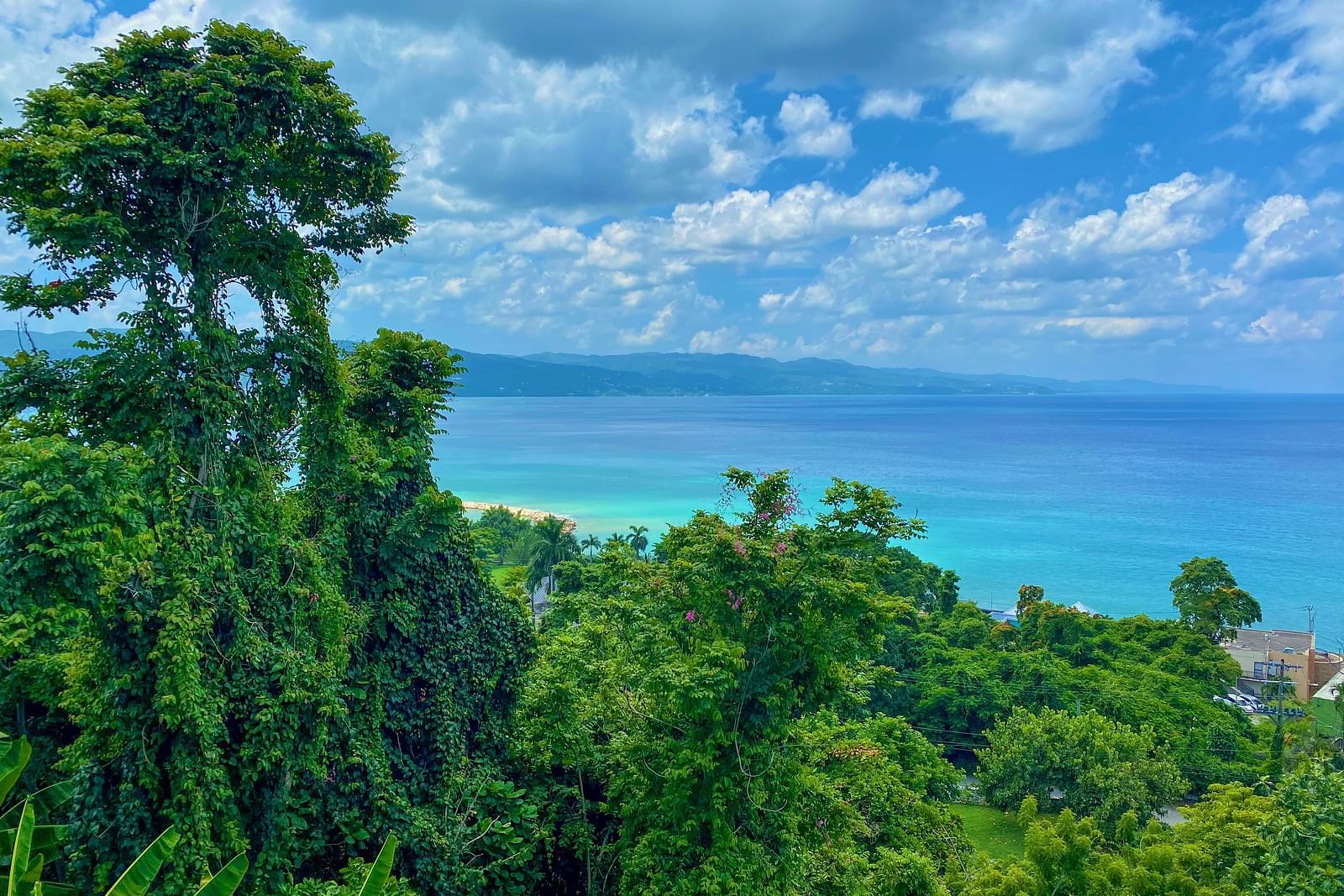 An overview of the Caribbean Sea with tree cover in the foreground.