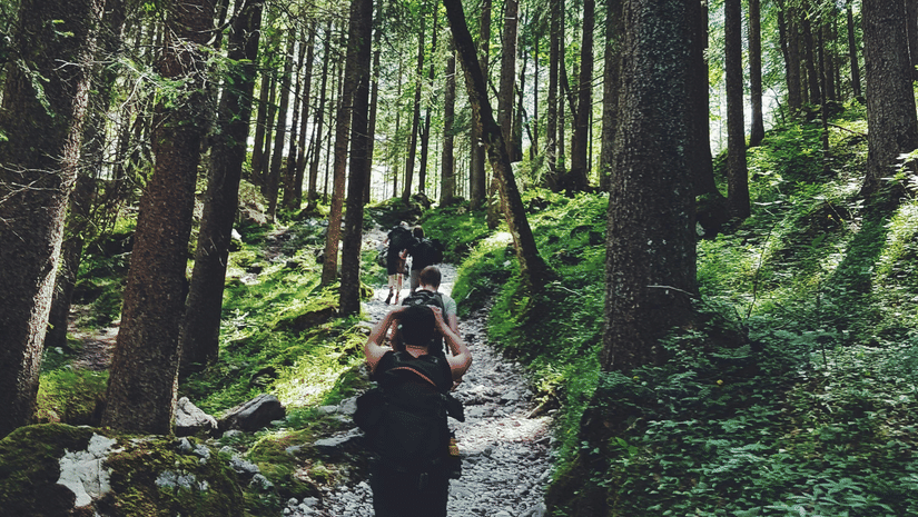 A group of people hiking through a dense forest with tall towerings trees on both sides of the trail.