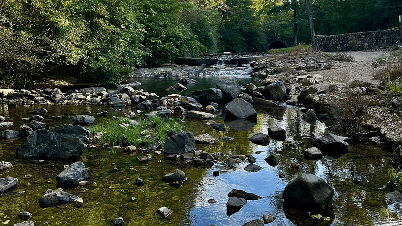 An image of a brook surrounded by a forest.