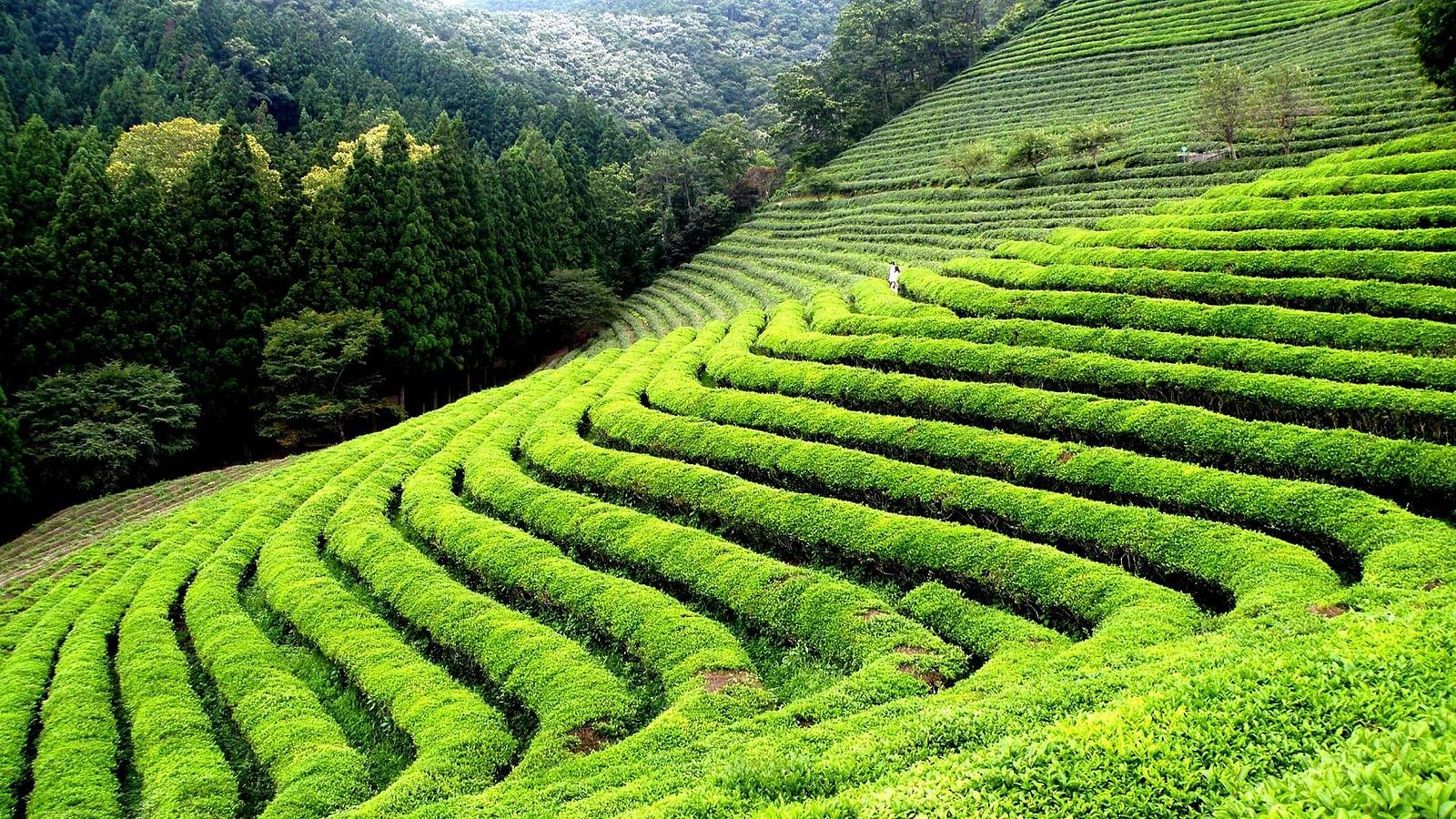 Happy-Valley-Tea-Garden