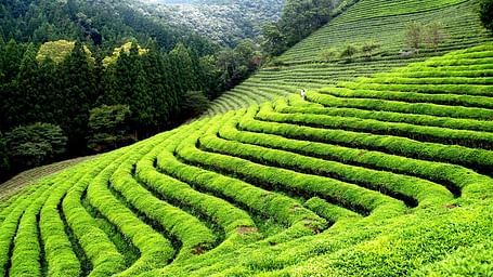 Happy-Valley-Tea-Garden