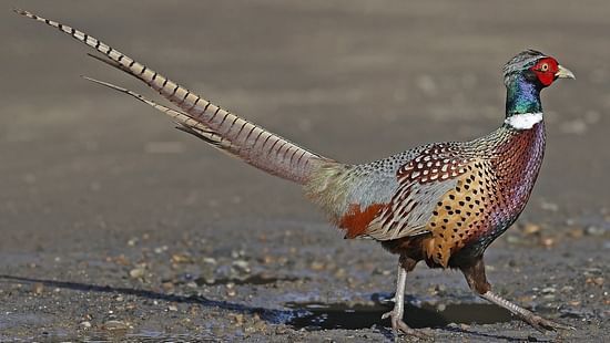 RING-NECKED PHEASANT