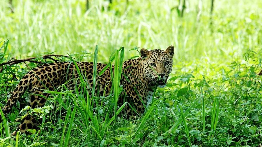 An image of a leopard in a lush surrounding