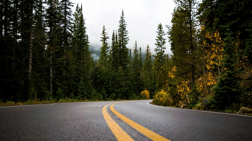 A straight road with yellow lane markings lined with tall pine trees.