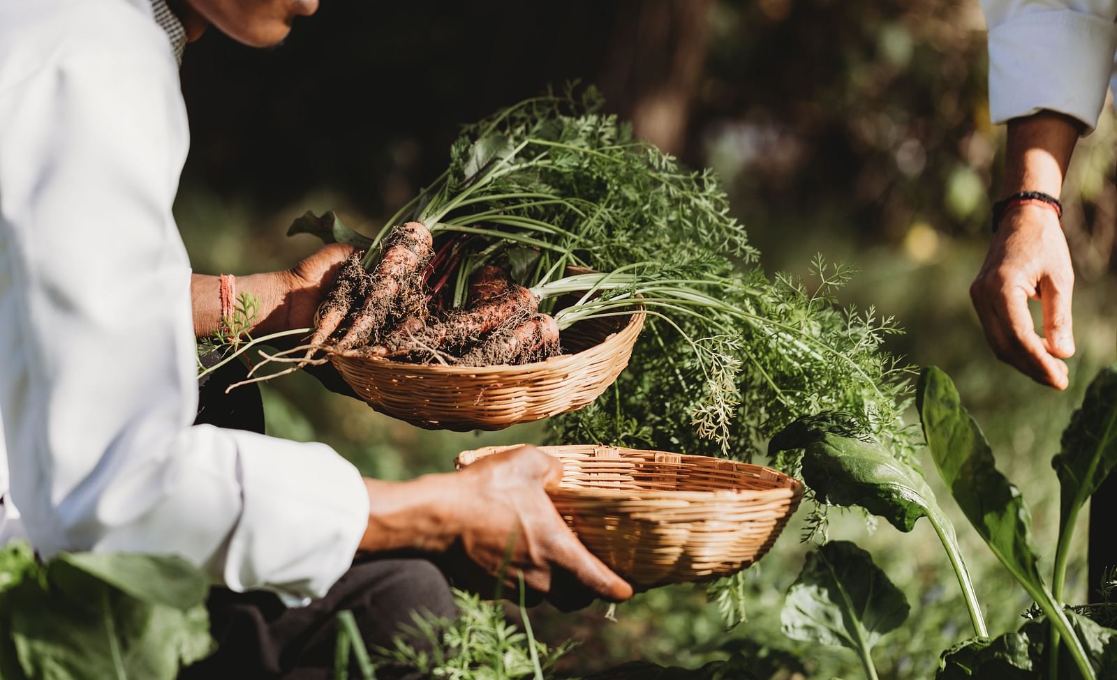 Two people, one holding a basket of carrots and another holding an empty basket, are in a garden setting with leafy green plants- Shahpura Bagh.