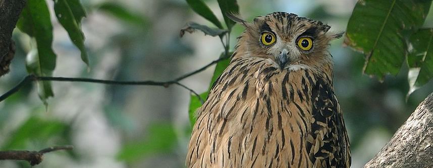 Owl perched on a branch.