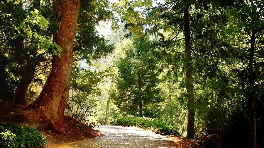 An image of a forest where sunlight is passing through the trees and hitting the pathway