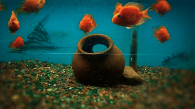 Evoma - Business Hotel, K R Puram, Bangalore Bangalore bangalore-aquarium-cubbon-park