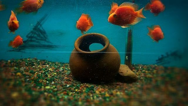 Evoma - Business Hotel, K R Puram, Bangalore Bangalore bangalore-aquarium-cubbon-park