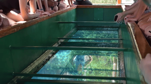 People looking at marine life from glass bottom boat