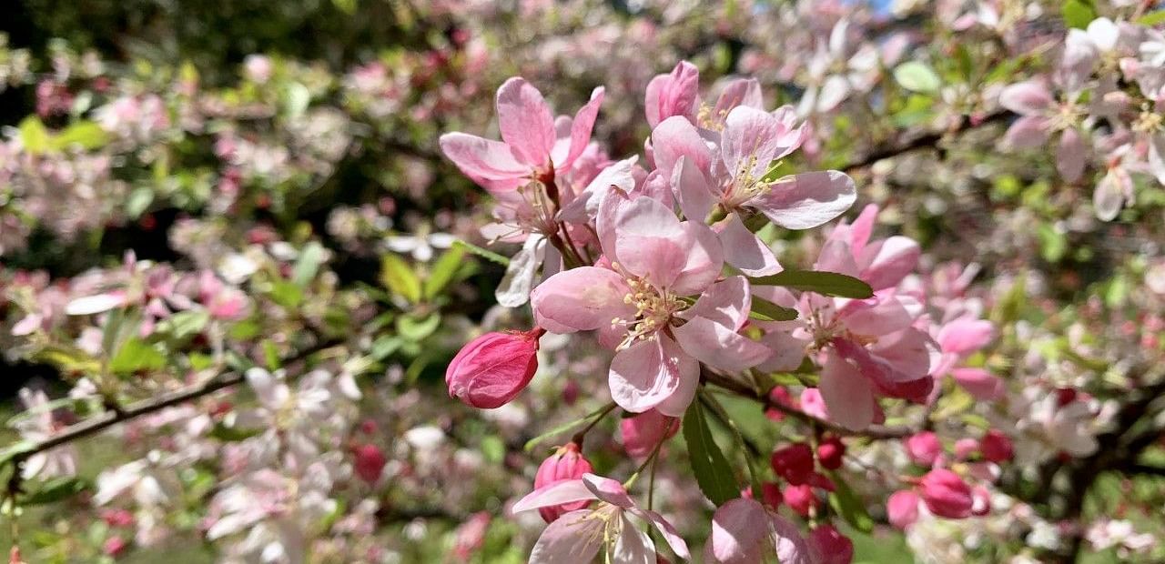 Blossoms cluster on a tree branch on a sunny day.