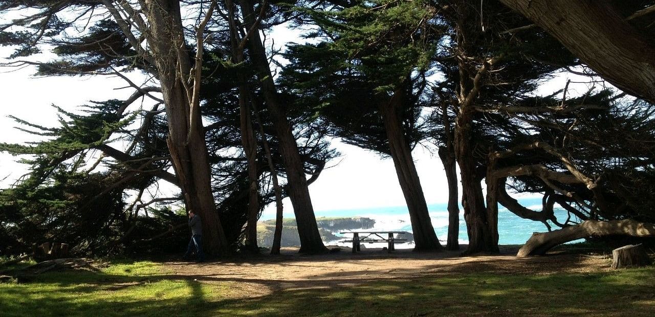 Tall trees frame a glimpse of the ocean with a grassy area in the foreground.