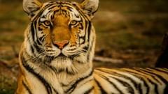 A front-view close-up shot of a royal bengal tiger 