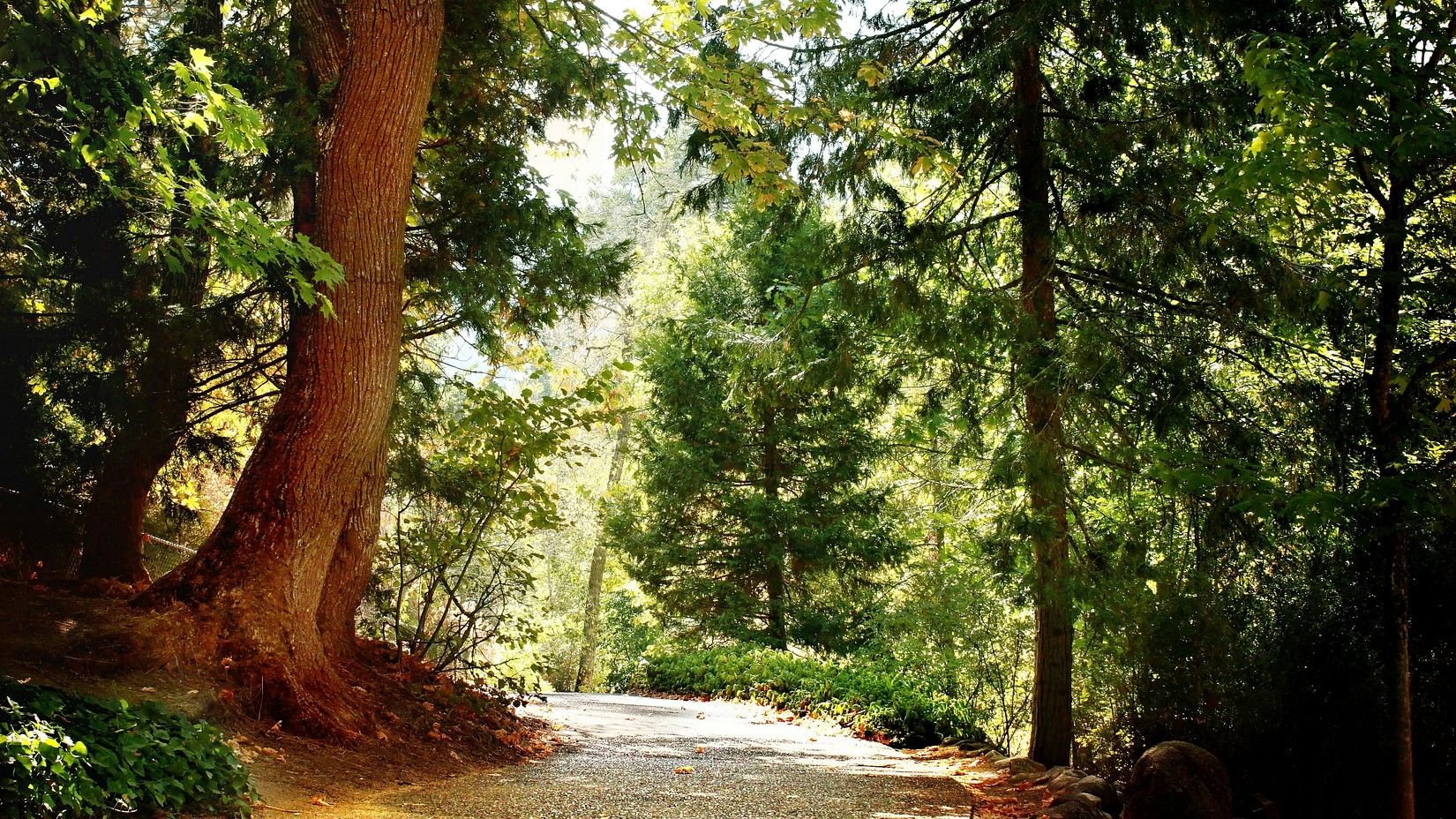 An image of a forest where sunlight is passing through the trees and hitting the pathway