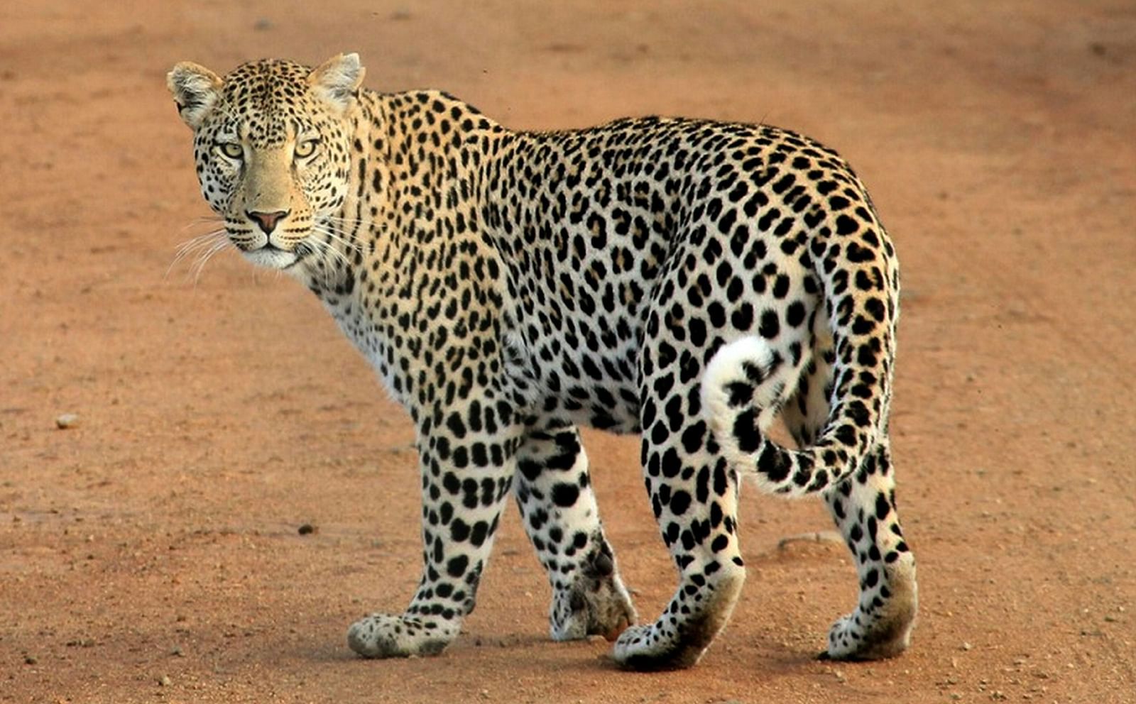 Leopard turning behind.