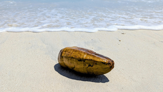 A coconut lies on the sandy shore with gentle waves approaching under a clear sky.