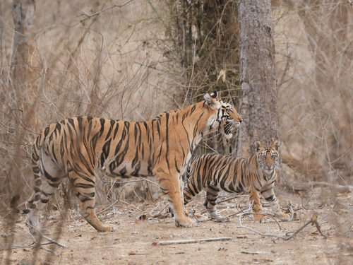An adult tiger walking alongside its cub through a dry forest landscape, with both animals moving alertly across the forest floor.