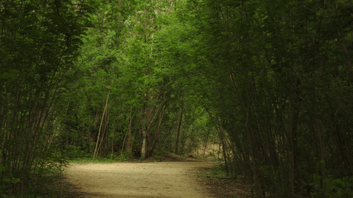 Botanical Garden near Daspalla Hyderabad