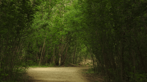 Botanical Garden near Daspalla Hyderabad