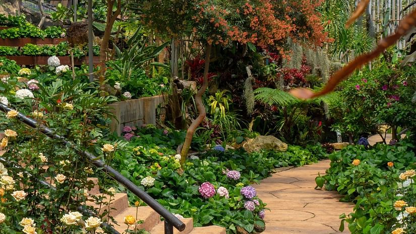 a garden