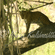 A leopard standing on a sturdy tree branch next to thick hanging banyan aerial roots.