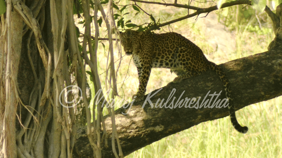 A leopard standing on a sturdy tree branch next to thick hanging banyan aerial roots.