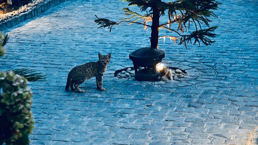 image of a kitten crossing the stone pathway at the tattva, joshimath