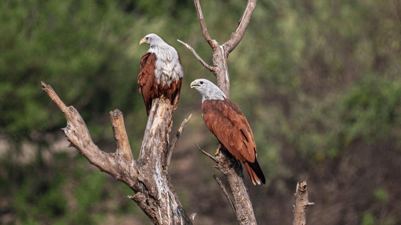 A pair of Brahminy kites with white heads and chestnut bodies perched on bare wooden tree branches.