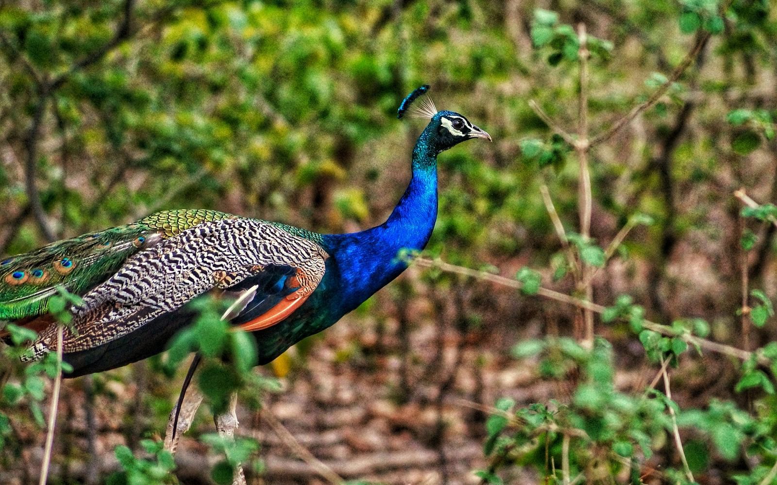 A close up shot of a peacock walking in the lands of Jim Corbett National Park.