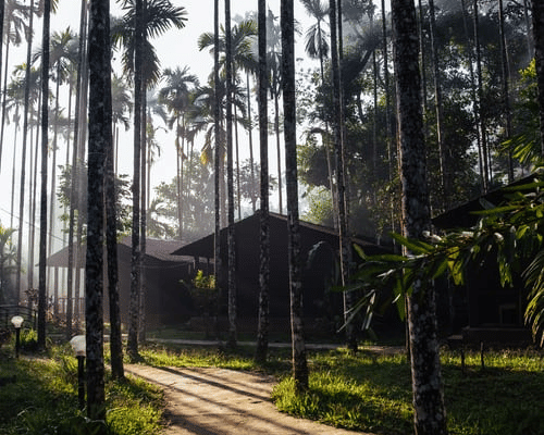 A path leading to a cabin among tall palm trees-Amanvana Spa Resort, Coorg - Luxury Resort
