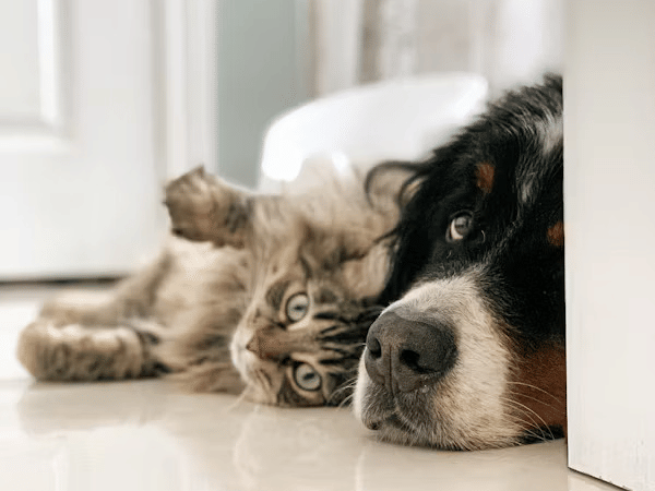 A cat and a dog rest peacefully side-by-side on a tiled floor.