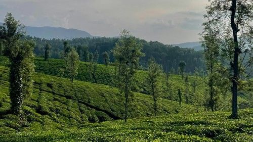 An overview of a tea estate in Madikeri with white clouds on blue sky in the background