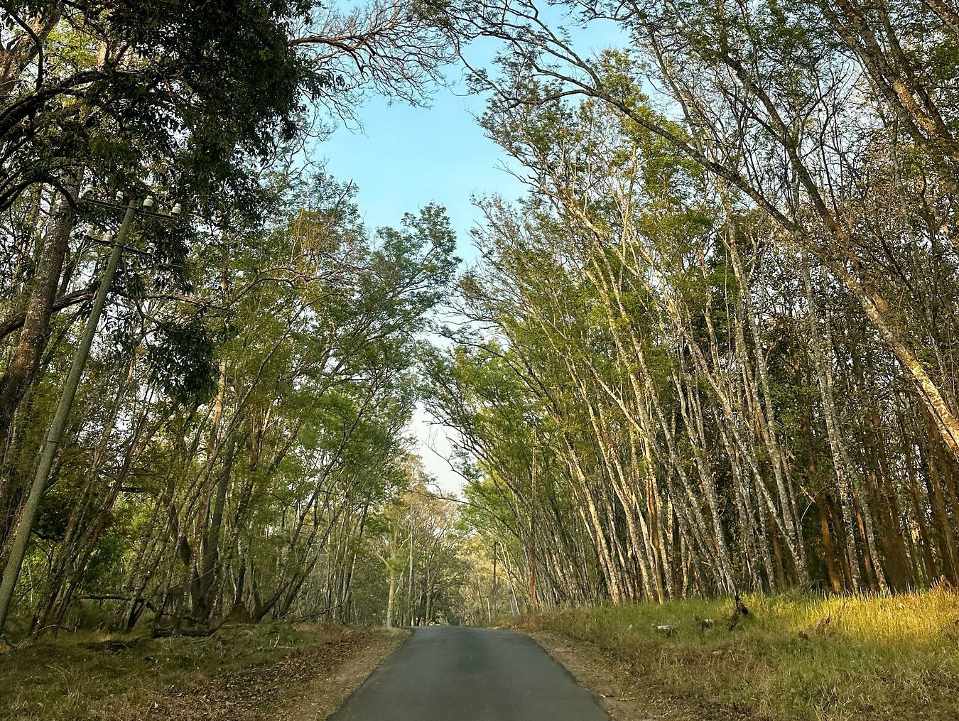 Nature Trails at Machaan WIlderness Lodge