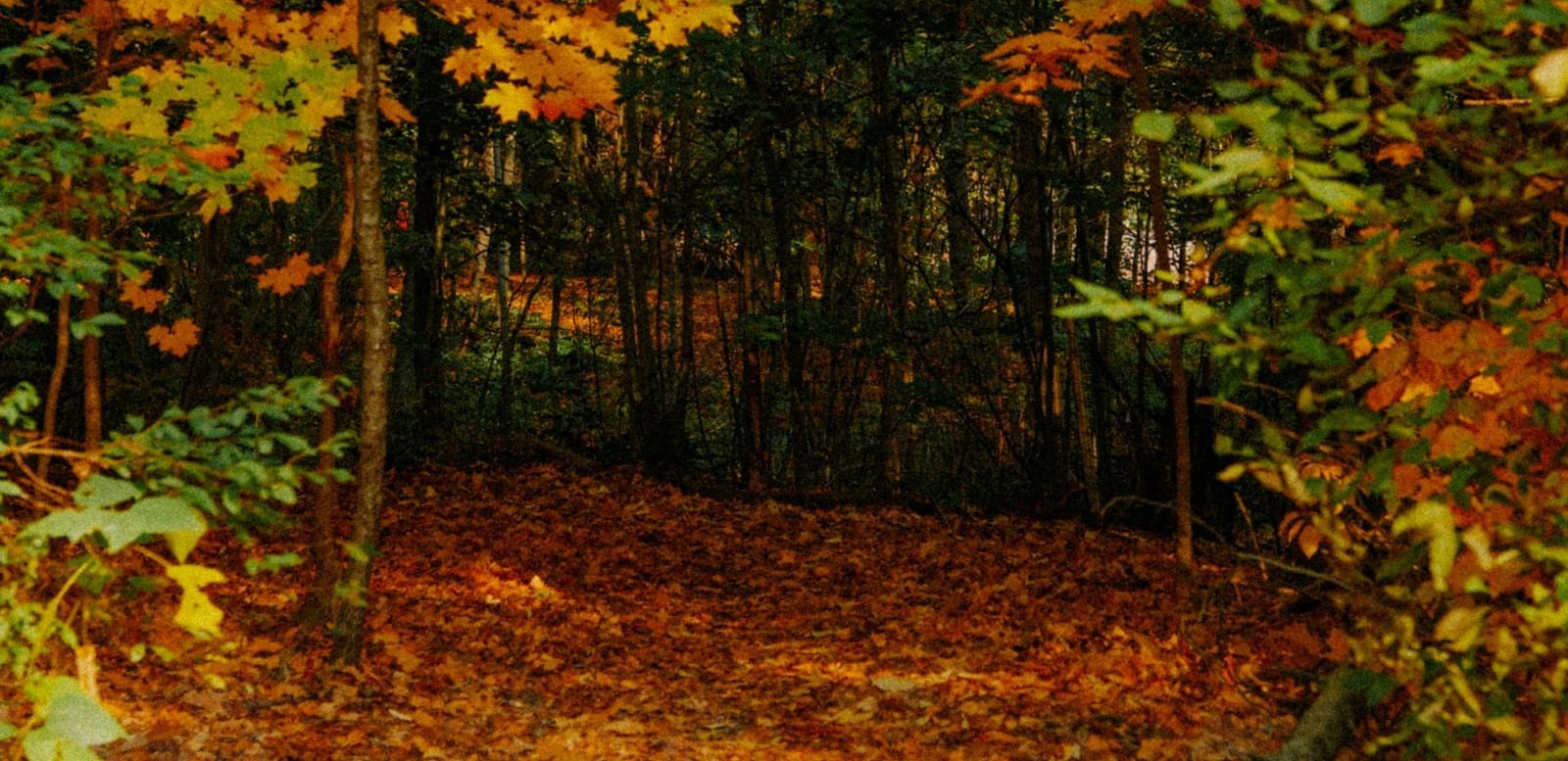 Autumn trail lined with trees showcasing fall foliage in shades of orange and yellow.