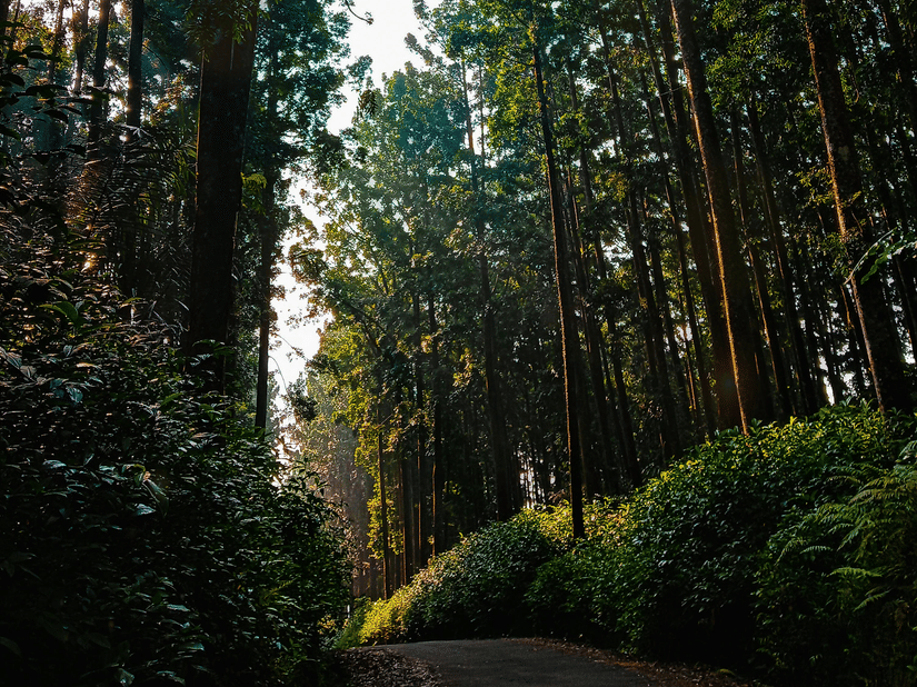 A tranquil path winds through a forest of towering evergreen trees, with bright sunlight breaking through the canopy.
