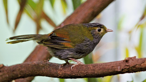A small bird perched on a tree branch