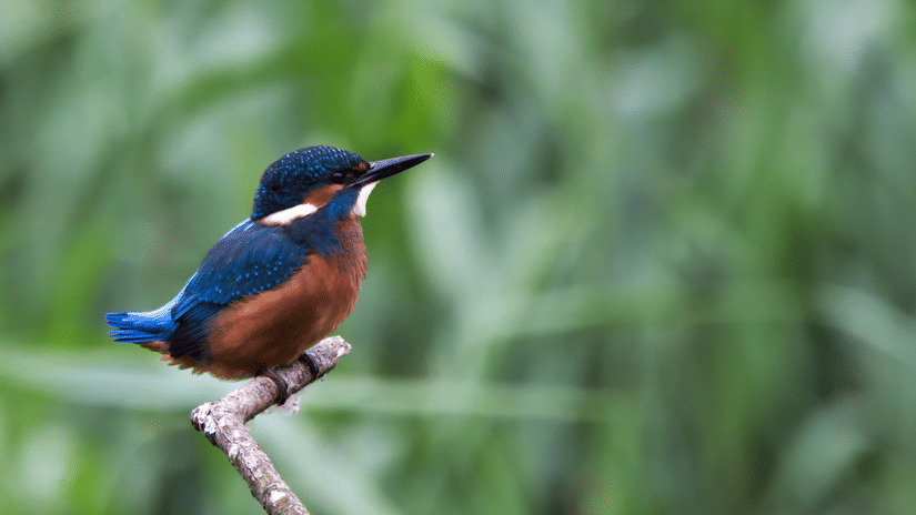 A close-up shot of a Kingfisher bird perched on a tree's branch with lush green tree foliage in the background.
