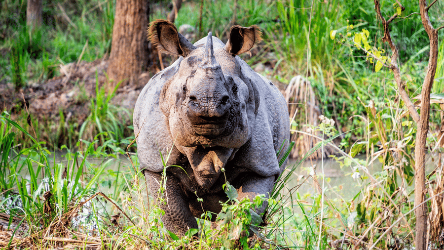 a rhinoceros standing in a swamp, surrounded by the trees