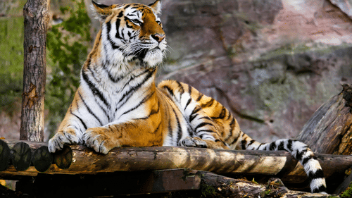 An overview of a tiger on sitting on wooden structure with a tree next to it.