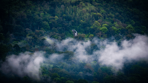 Waterfall hidden in a misty rainforest.